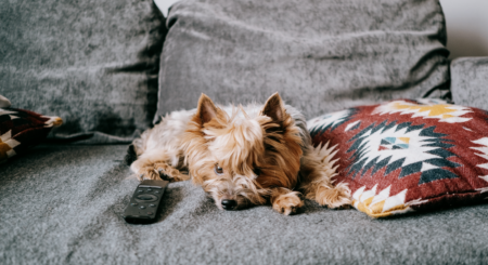 Harvey lying on a sofa