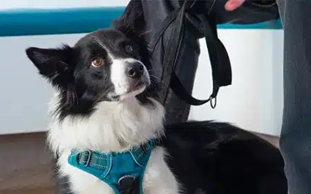 Pet Health plan collie thumbnail