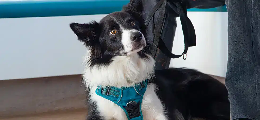 Pet health plan Collie