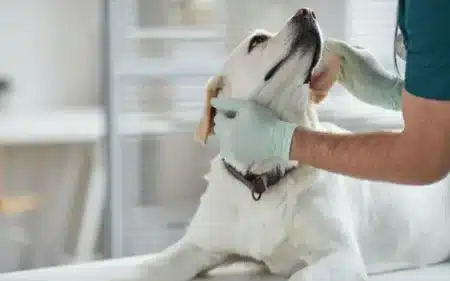 acupuncture thumbnail