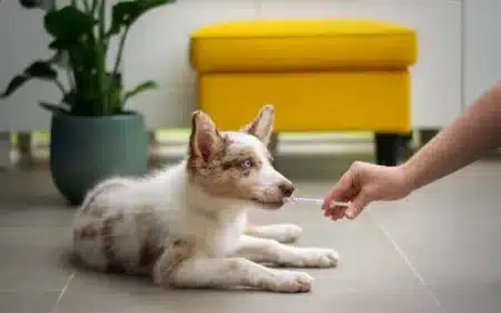 online prescriptions thumbnail