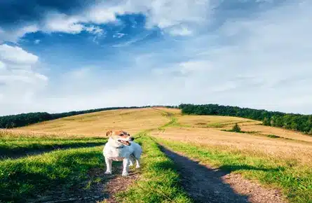 A dog after receiving flea treatment at Bay Vets
