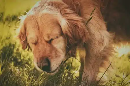 dog sneezing