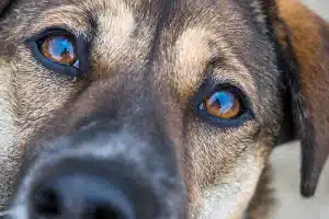 Conjunctivitis in dogs