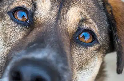 Conjunctivitis in dogs