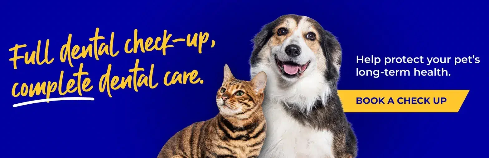 dental checkup banner